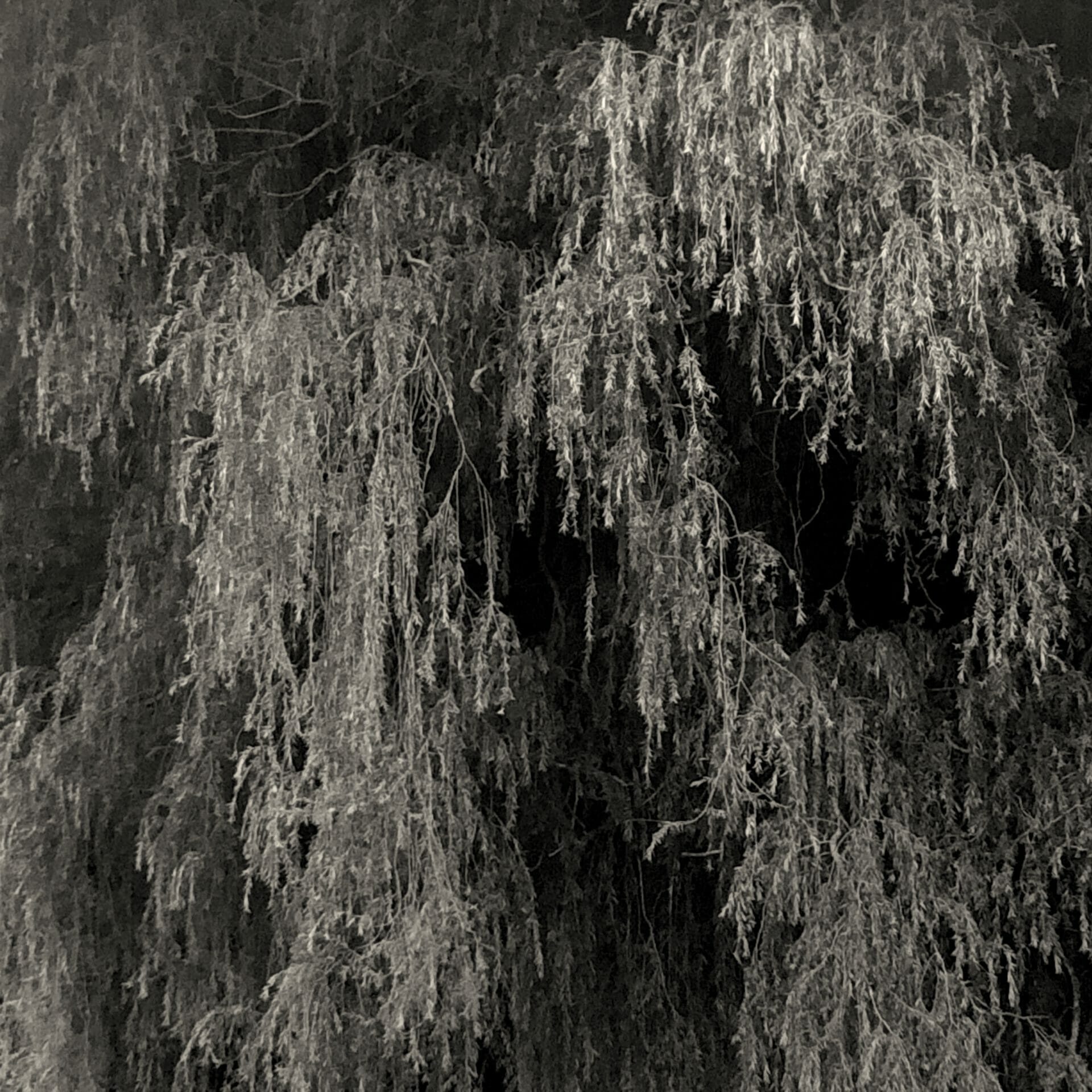 © Marina Cox — 2020